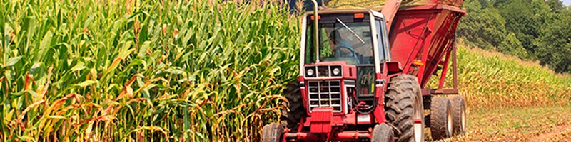 Trade Corn Futures CFDs with ZA’s #1 market leader | AvaTrade